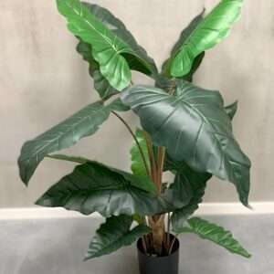 Alokazja 130 cm